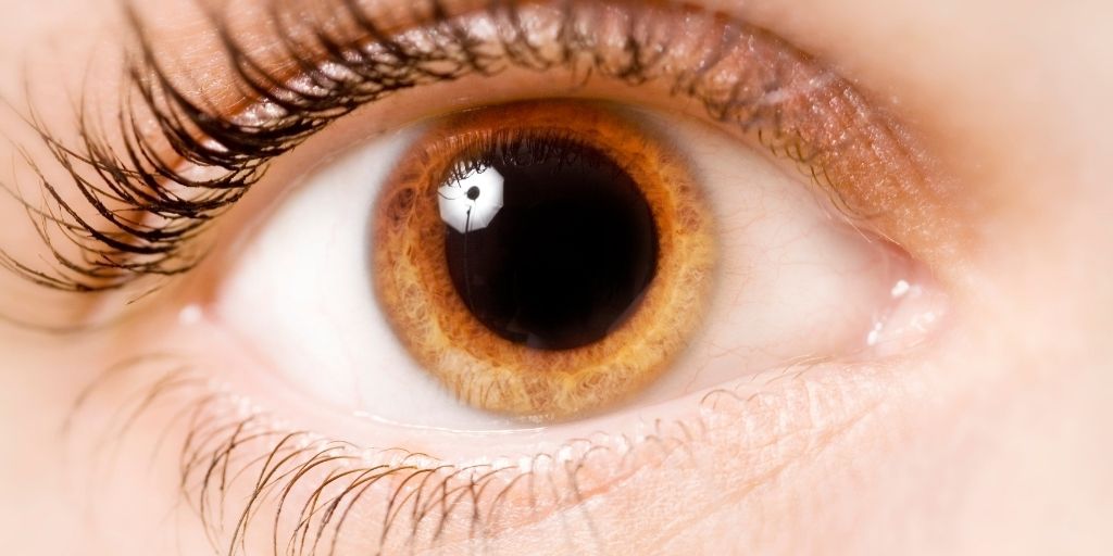 Anatomia del ojo partes del ojo y como vemos