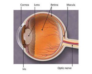Cornea, lens, retina, macula, iris, optic nerve