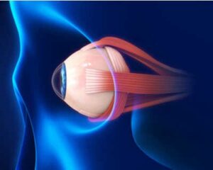 Eye muscles which control eye movement