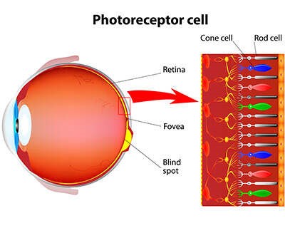 Eye photoreceptor cell