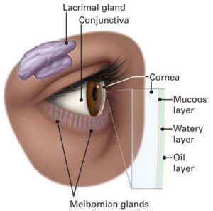 Las capas de la película lagrimal mantienen lubricada la parte frontal del ojo